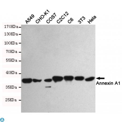 ANXA1 / Annexin A1 Antibody - Western blot detection of Annexin A1 in A549, CHO-K1, COS7, C2C12, C6, 3T3 and Hela cell lysates using Annexin A1 mouse mAb (1:1000 diluted). Predicted band size: 38KDa. Observed band size: 38KDa.