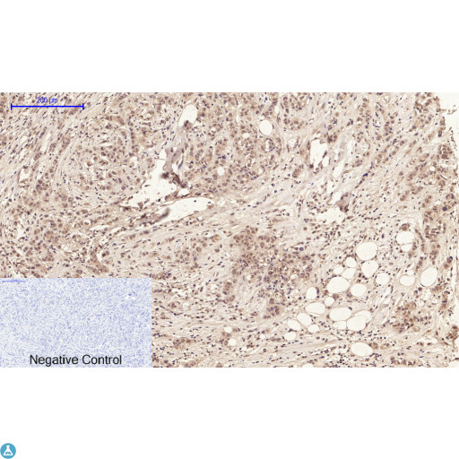 ANXA1 / Annexin A1 Antibody - Immunohistochemical analysis of paraffin-embedded human-brain, antibody was diluted at 1:200.