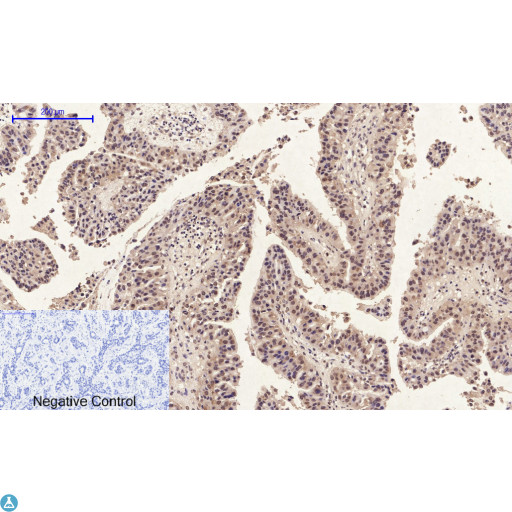 ANXA1 / Annexin A1 Antibody - Immunohistochemical analysis of paraffin-embedded human-spleen, antibody was diluted at 1:200.