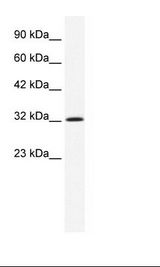 ANXA1 / Annexin A1 Antibody - HepG2 Cell Lysate.  This image was taken for the unconjugated form of this product. Other forms have not been tested.