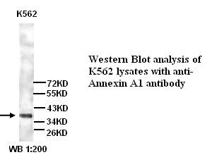 ANXA1 / Annexin A1 Antibody