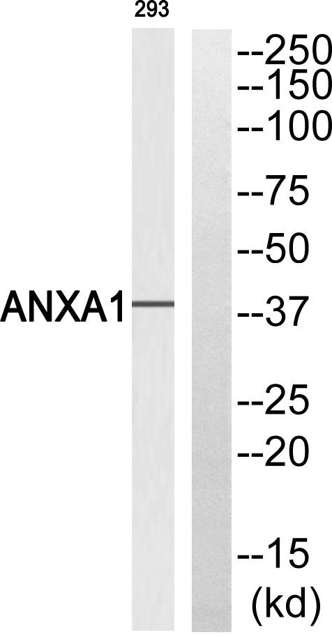 ANXA1 / Annexin A1 Antibody - Western blot analysis of extracts from 293 cells, using ANXA1 (Ab-21) antibody.