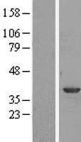 ANXA1 / Annexin A1 Protein - Western validation with an anti-DDK antibody * L: Control HEK293 lysate R: Over-expression lysate