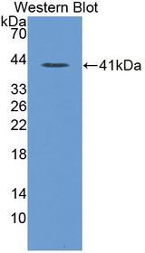 ANXA10 / Annexin A10 Antibody - Western blot of ANXA10 / Annexin A10 antibody.