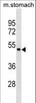 ANXA10 / Annexin A10 Antibody - ANXA10 Antibody western blot of mouse stomach tissue lysates (35 ug/lane). The ANXA10 antibody detected the ANXA10 protein (arrow).