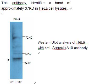 ANXA10 / Annexin A10 Antibody