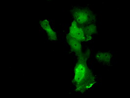 ANXA11 / Annexin XI Antibody - Anti-ANXA11 mouse monoclonal antibody  immunofluorescent staining of COS7 cells transiently transfected by pCMV6-ENTRY ANXA11.