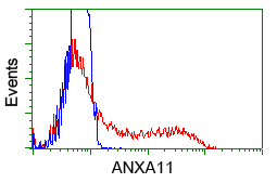 ANXA11 / Annexin XI Antibody - HEK293T cells transfected with either pCMV6-ENTRY ANXA11 (Red) or empty vector control plasmid (Blue) were immunostained with anti-ANXA11 mouse monoclonal, and then analyzed by flow cytometry.