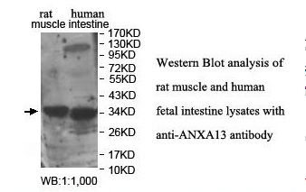 ANXA13 / Annexin XIII Antibody