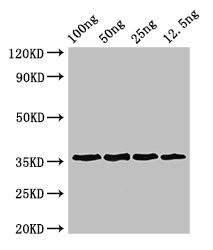 ANXA13 / Annexin XIII Antibody - Western Blot Positive WB detected in Recombinant protein All Lanes:ANXA13 antibody at 3µg/ml Secondary Goat polyclonal to rabbit IgG at 1/50000 dilution Predicted band size: 36,40 kDa Observed band size: 36 kDa