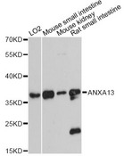 ANXA13 / Annexin XIII Antibody - Western blot analysis of extracts of various cell lines, using ANXA13 antibody at 1:3000 dilution. The secondary antibody used was an HRP Goat Anti-Rabbit IgG (H+L) at 1:10000 dilution. Lysates were loaded 25ug per lane and 3% nonfat dry milk in TBST was used for blocking. An ECL Kit was used for detection and the exposure time was 90s.
