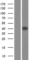 ANXA13 / Annexin XIII Protein - Western validation with an anti-DDK antibody * L: Control HEK293 lysate R: Over-expression lysate