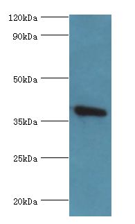 ANXA2 / Annexin A2 Antibody - Western blot. All lanes: Annexin A2 antibody at 2 ug/ml+HeLa whole cell lysate. Secondary antibody: goat polyclonal to rabbit at 1:10000 dilution. Predicted band size: 39 kDa. Observed band size: 39 kDa.  This image was taken for the unconjugated form of this product. Other forms have not been tested.