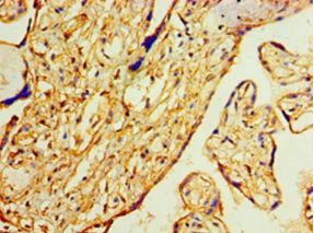 ANXA2 / Annexin A2 Antibody - Immunohistochemistry of paraffin-embedded human placenta using antibody at 1: 100 dilution.  This image was taken for the unconjugated form of this product. Other forms have not been tested.