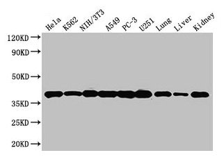 ANXA2 / Annexin A2 Antibody - Western Blot Positive WB detected in: Hela whole cell lysate, K562 whole cell lysate, NIH/3T3 whole cell lysate, A549 whole cell lysate, PC-3 whole cell lysate, U251 whole cell lysate, Mouse lung tissue, Mouse liver tissue, Mouse kidney tissue All lanes: ANXA2 antibody at 3µg/ml Secondary Goat polyclonal to rabbit IgG at 1/50000 dilution Predicted band size: 39, 41 kDa Observed band size: 39 kDa