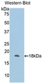 ANXA2 / Annexin A2 Antibody - Western Blot; Sample: Recombinant ANXA2, Human.