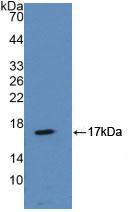 ANXA2 / Annexin A2 Antibody - Western Blot; Sample: Recombinant ANXA2, Mouse.