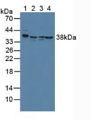 ANXA2 / Annexin A2 Antibody - Western Blot; Sample: Lane1: Mouse Placenta Tissue; Lane2: Human Hela Cells; Lane3: Human K562 Cells; Lane4: Human MCF-7 Cells.