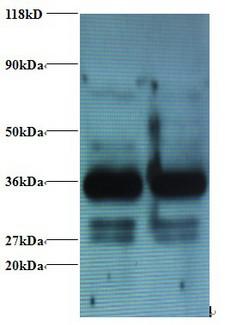 ANXA2 / Annexin A2 Antibody - Western blot of Annexin A2 antibody at 2 ug/ml . Lane 1:293T whole cell lysate. Lane 2: EC109 whole cell lysate . Secondary: Goat polyclonal to Rabbit IgG at 1:15000 dilution . Predicted band size: 37 kDa . Observed band size: 37 kDa Additional bands at: 30 kDa. We are unsure as to the identity of this extra band.  This image was taken for the unconjugated form of this product. Other forms have not been tested.