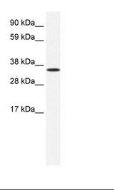 ANXA2 / Annexin A2 Antibody - Fetal Lung Lysate.  This image was taken for the unconjugated form of this product. Other forms have not been tested.