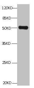 ANXA2 / Annexin A2 Antibody - All Lanes:Mouse anti ANXA2 Monoclonal antibody at 1ug/ml lane 1:HepG2 whole cell lysate Secondary Goat polyclonal to Mouse IgG at 1/5000 dilution Predicted band size:39,41kd Observed band size:50KD