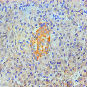ANXA2 / Annexin A2 Antibody - Immunohistochemical of paraffin-embedded Human pancreas tissue using ANXA2 Monoclonal Antibody at dilution of 1:200.