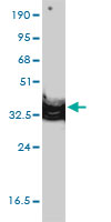 ANXA2 / Annexin A2 Antibody - ANXA2 monoclonal antibody (M01), clone 3E8-B6 Western Blot analysis of ANXA2 expression in HeLa.