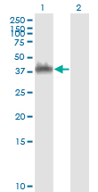 ANXA2 / Annexin A2 Antibody - Western Blot analysis of ANXA2 expression in transfected 293T cell line by ANXA2 monoclonal antibody (M01), clone 3E8-B6.Lane 1: ANXA2 transfected lysate (Predicted MW: 40.4 KDa).Lane 2: Non-transfected lysate.
