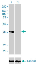 ANXA2 / Annexin A2 Antibody - Western blot analysis of ANXA2 over-expressed 293 cell line, cotransfected with ANXA2 Validated Chimera RNAi (Lane 2) or non-transfected control (Lane 1). Blot probed with ANXA2 monoclonal antibody (M01), clone 3E8-B6 . GAPDH ( 36.1 kDa ) used as specificity and loading control.