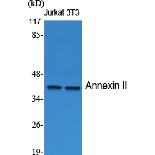 ANXA2 / Annexin A2 Antibody - Western blot of Annexin II antibody