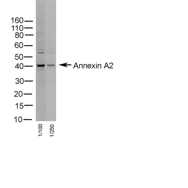 ANXA2 / Annexin A2 Antibody - Human tonsil probed with Rabbit anti-human Annexin II
