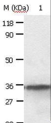 ANXA2 / Annexin A2 Antibody - Western blot analysis of HepG2 cell, using ANXA2 Polyclonal Antibody at dilution of 1:640.