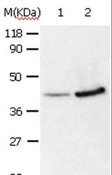 ANXA2 / Annexin A2 Antibody - Western blot analysis of 293T and HepG2 cell, using ANXA2 Polyclonal Antibody at dilution of 1:540.