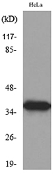 ANXA2 / Annexin A2 Antibody - Western blot analysis of lysate from HeLa cells, using ANXA2 Antibody.