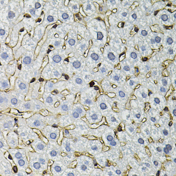 ANXA2 / Annexin A2 Antibody - Immunohistochemistry of paraffin-embedded mouse liver using ANXA2 antibody at dilution of 1:100 (40x lens).