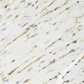 ANXA2 / Annexin A2 Antibody - Immunohistochemistry of paraffin-embedded mouse heart using ANXA2 antibody at dilution of 1:100 (40x lens).