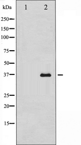 ANXA2 / Annexin A2 Antibody - Western blot analysis of Annexin II expression in HeLa cells. The lane on the left is treated with the antigen-specific peptide.