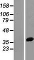 ANXA2 / Annexin A2 Protein - Western validation with an anti-DDK antibody * L: Control HEK293 lysate R: Over-expression lysate