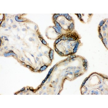 ANXA3 / Annexin A3 Antibody - Annexin A3 antibody IHC-frozen. IHC(F): Human Placenta Tissue.