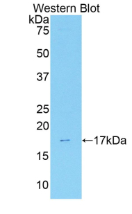 ANXA3 / Annexin A3 Antibody - Western blot of recombinant ANXA3 / Annexin A3.  This image was taken for the unconjugated form of this product. Other forms have not been tested.