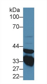 ANXA3 / Annexin A3 Antibody - Western Blot; Sample: Rat Lung lysate; ;Primary Ab: 1µg/ml Rabbit Anti-Rat ANXA3 Antibody;Second Ab: 0.2µg/mL HRP-Linked Caprine Anti-Rabbit IgG Polyclonal Antibody;