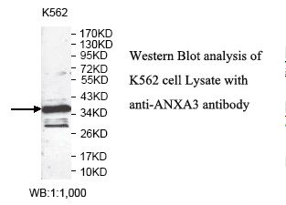ANXA3 / Annexin A3 Antibody