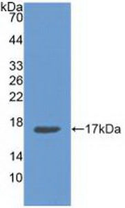 ANXA3 / Annexin A3 Antibody - Western Blot; Sample: Recombinant ANXA3, Human.