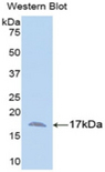 ANXA3 / Annexin A3 Antibody - Western blot of recombinant ANXA3 / Annexin A3.  This image was taken for the unconjugated form of this product. Other forms have not been tested.