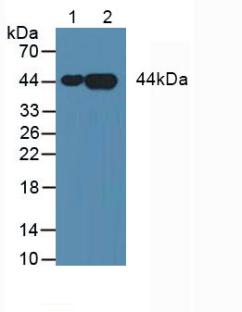 ANXA3 / Annexin A3 Antibody - Western Blot; Sample: Lane1: Human Lung Tissue; Lane2: Human HepG2 Cells.