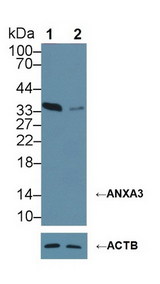 ANXA3 / Annexin A3 Antibody - Knockout Varification: Lane 1: Wild-type HepG2 cell lysate; Lane 2: ANXA3 knockout HepG2 cell lysate; Predicted MW: 36kDa ; Observed MW: 36kDa; Primary Ab: 3µg/ml Mouse Anti-Human ANXA3 Antibody; Second Ab: 0.2µg/mL HRP-Linked Caprine Anti-Mouse IgG Polyclonal Antibody;