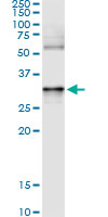 ANXA3 / Annexin A3 Antibody - Immunoprecipitation of ANXA3 transfected lysate using anti-ANXA3 monoclonal antibody and Protein A Magnetic Bead.