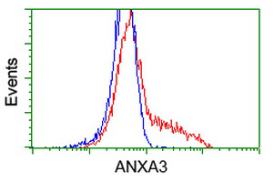 ANXA3 / Annexin A3 Antibody - HEK293T cells transfected with either overexpress plasmid (Red) or empty vector control plasmid (Blue) were immunostained by anti-ANXA3 antibody, and then analyzed by flow cytometry.