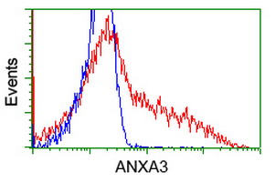 ANXA3 / Annexin A3 Antibody - HEK293T cells transfected with either overexpress plasmid (Red) or empty vector control plasmid (Blue) were immunostained by anti-ANXA3 antibody, and then analyzed by flow cytometry.