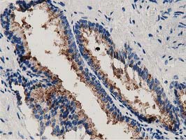 ANXA3 / Annexin A3 Antibody - IHC of paraffin-embedded Human prostate tissue using anti-ANXA3 mouse monoclonal antibody.